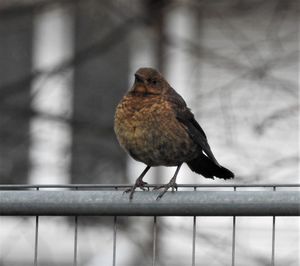 Close-up of bird perching on railing