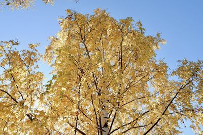 Low angle view of cherry blossom tree against sky