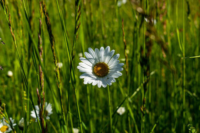 Close-up of white daisy flower on field