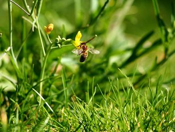 Close-up of bee on grass