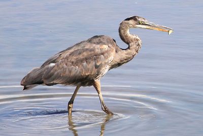 View of gray heron on lake