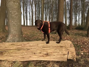 Dog standing in a forest