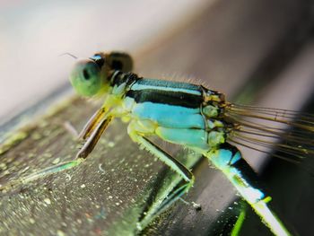 Close-up of insect