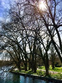 Trees against sky