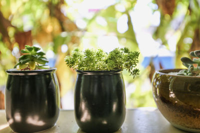 Close-up of potted plant on table