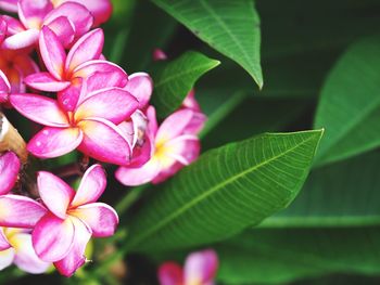 Close-up of pink flowering plant