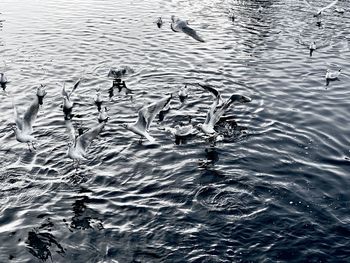 High angle view of ducks swimming in lake