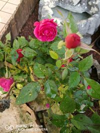 Close-up of pink flowers blooming outdoors