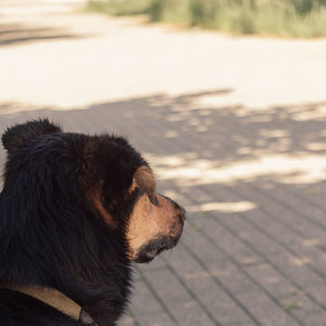 Close-up of dog