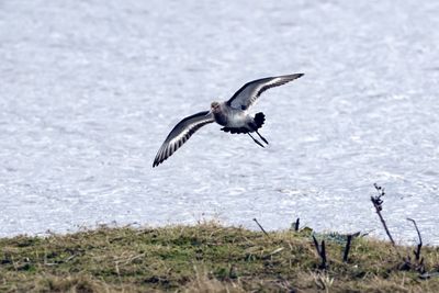 Bird flying over field