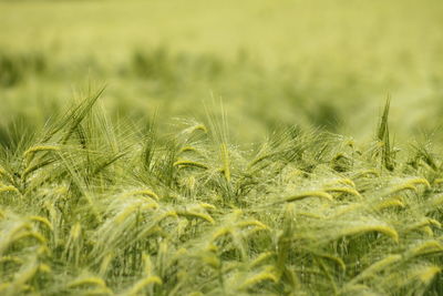 Close-up of wheat growing on field