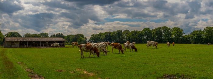 Cows grazing on grassy field against cloudy sky