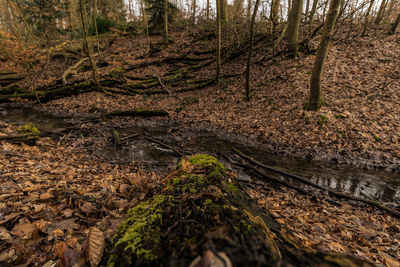 Stream flowing amidst trees in forest
