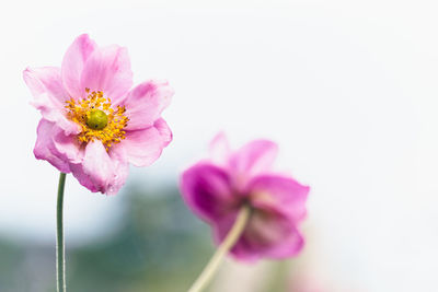 End of season eriocapitella hupehensis aka japanese anemone in flower borders at coleton fishacre