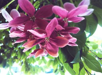 Close-up of pink flowers