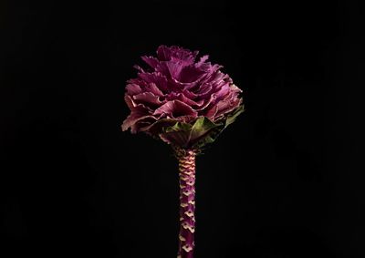 Close-up of purple flower