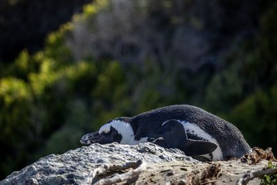 Close-up of penguin on rock