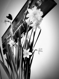 Close-up of white flowers in vase