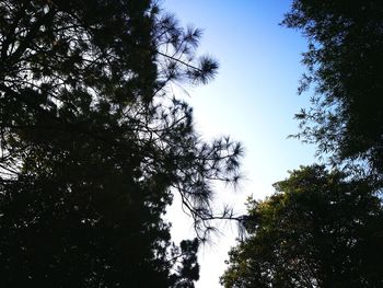 Low angle view of silhouette trees against sky