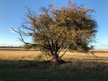 Tree on field against clear sky