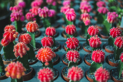 High angle view of red berries growing on plant