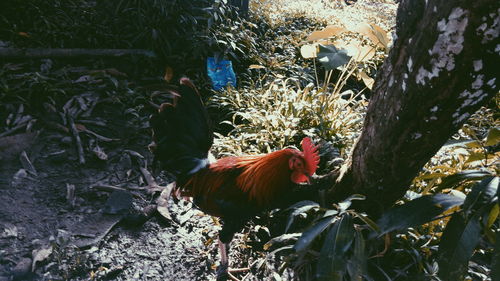 Rooster on tree