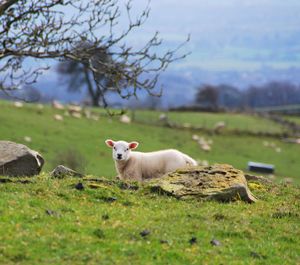 View of sheep on field