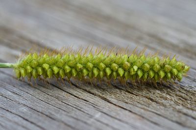 Close-up of plant growing on table