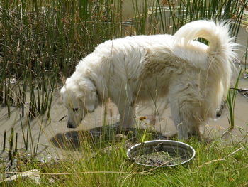 View of dog on field