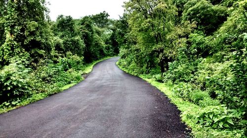 Road passing through forest