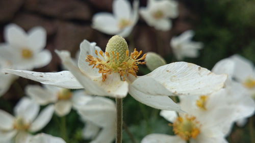 Close-up of flowers blooming outdoors