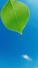 Close-up of green leaf against blue sky