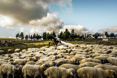 Man on horse by sheep on field against cloudy sky