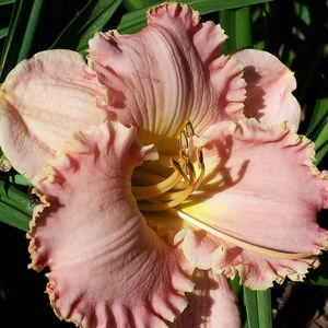 Close-up of day lily