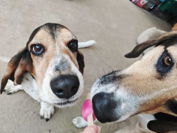 Close-up portrait of dog