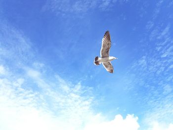 Low angle view of eagle flying against sky