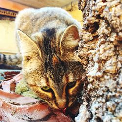 Close-up portrait of cat