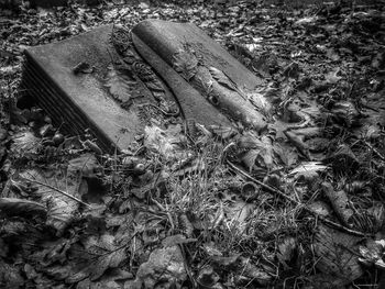 Close-up of grass on field
