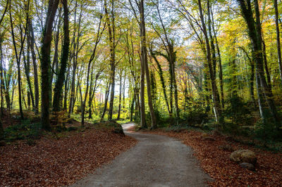 Road amidst trees in forest