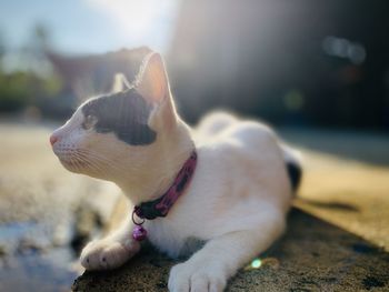 Close-up of a dog looking away