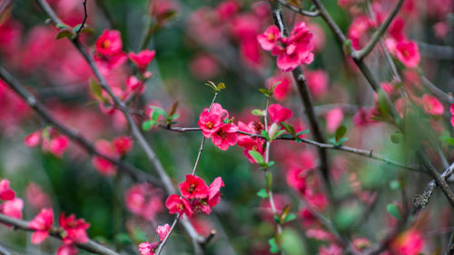 Close-up of pink flowers