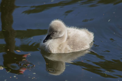 Baby on a black swan swimming in a lake