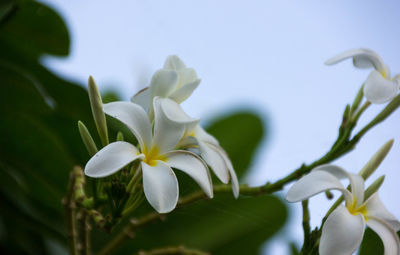 Close-up of white frangipani flowers