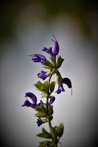 Close-up of purple flowering plant