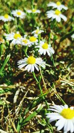 Close-up of white flowers blooming outdoors