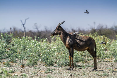 Side view of antelope standing on land against clear sky