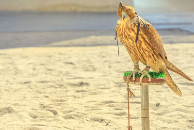 Bird perching on wooden post at beach