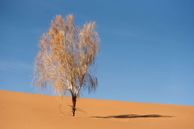 View from nature and landscapes of dasht e lut or sahara desert with rotten tamarisk tree . 