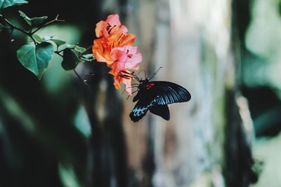 Close-up of butterfly pollinating on flower