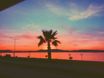 Palm trees at sunset